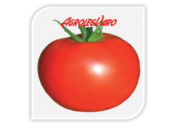 Seminte de tomate MOBIL