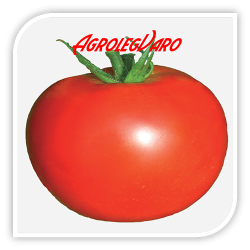 Seminte de tomate MOBIL