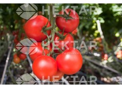 Seminte de tomate MOLDOVEANU F1