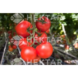 Seminte de tomate MOLDOVEANU F1