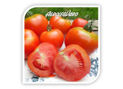 Seminte de tomate MONTFAVET F1