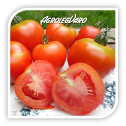 Seminte de tomate MONTFAVET F1