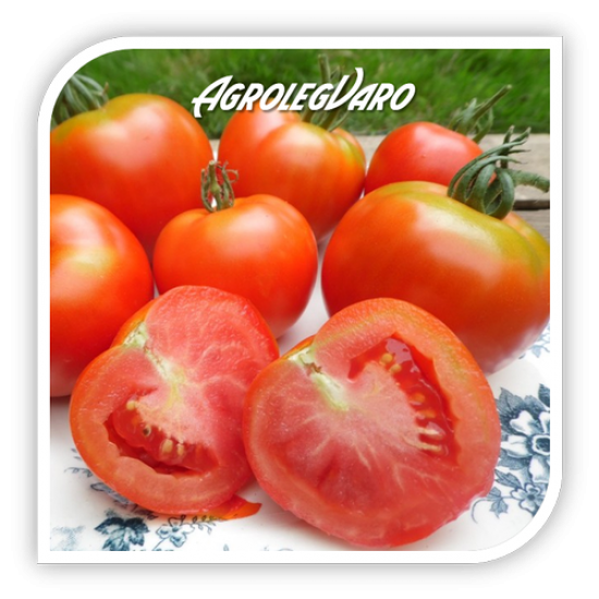 Seminte de tomate MONTFAVET F1