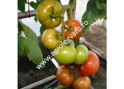 Seminte de tomate Mahitos F1