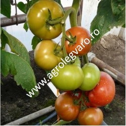 Seminte de tomate Mahitos F1