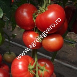 Seminte de tomate Mahitos F1