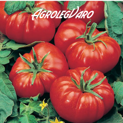 Seminte de tomate Marmande