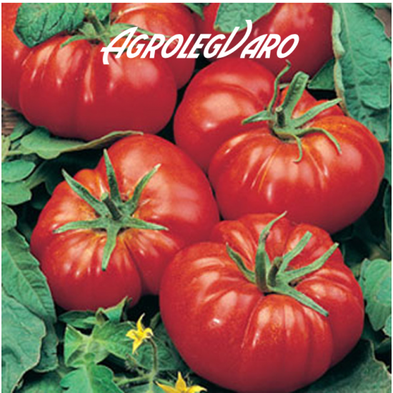 Seminte de tomate Marmande Seminte de tomate Marmande