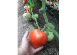 Seminte de tomate Momini Salzi F1