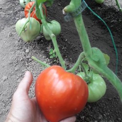 Seminte de tomate Momini Salzi F1