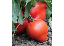 Seminte de tomate Momini Salzi F1
