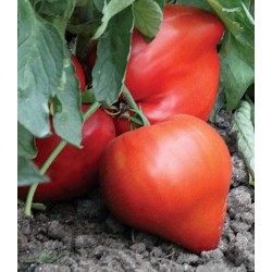 Seminte de tomate Momini Salzi F1