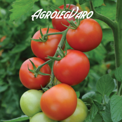 Seminte de tomate Moneymaker