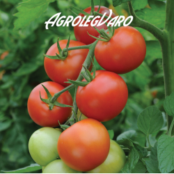 Seminte de tomate Moneymaker