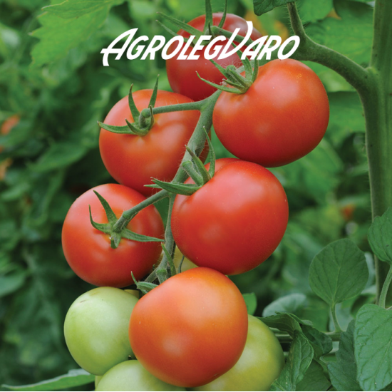 Seminte de tomate Moneymaker