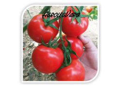 Seminte de tomate NEMESIS F1