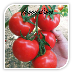 Seminte de tomate NEMESIS F1