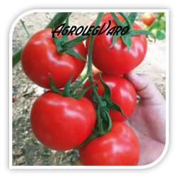 Seminte de tomate NEMESIS F1