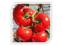 Seminte de tomate OASIS F1