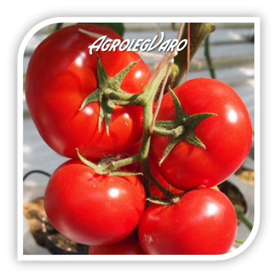 Seminte de tomate OASIS F1