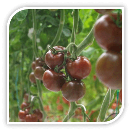 Seminte de tomate OLMECA F1