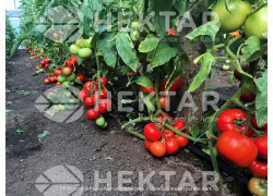 Seminte de tomate OLTENA F1