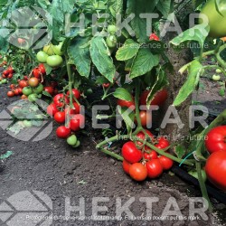 Seminte de tomate OLTENA F1