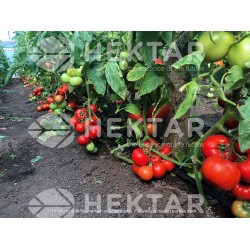 Seminte de tomate OLTENA F1