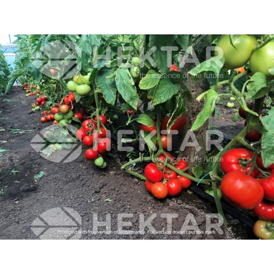 Seminte de tomate OLTENA F1