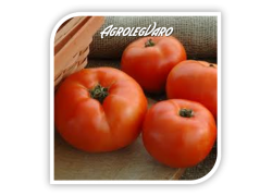 Seminte de tomate OPERA F1