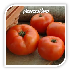Seminte de tomate OPERA F1