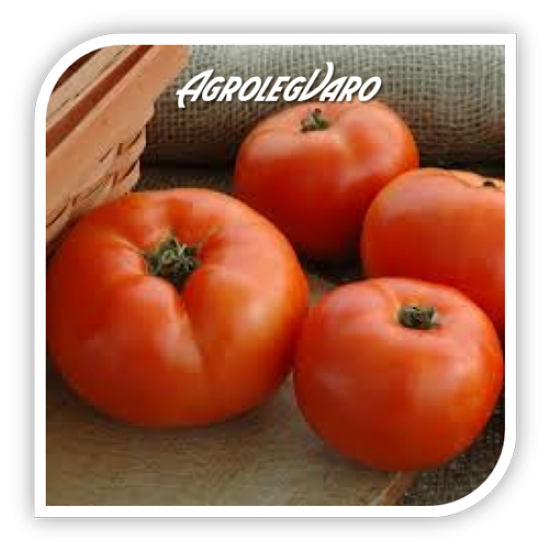 Seminte de tomate OPERA F1