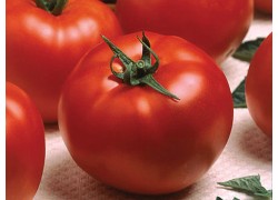 Seminte de tomate OPTIMA F1
