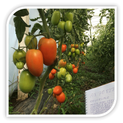 Seminte de tomate OVAL F1