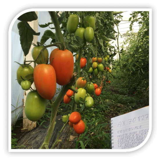 Seminte de tomate OVAL F1