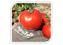 Seminte de tomate PANDORA F1