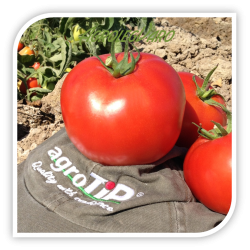 Seminte de tomate PANDORA F1