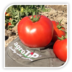 Seminte de tomate PANDORA F1