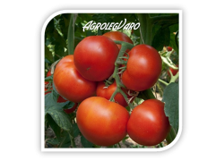 Seminte de tomate PANEKRA F1