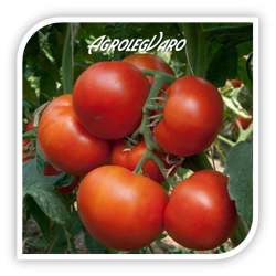Seminte de tomate PANEKRA F1