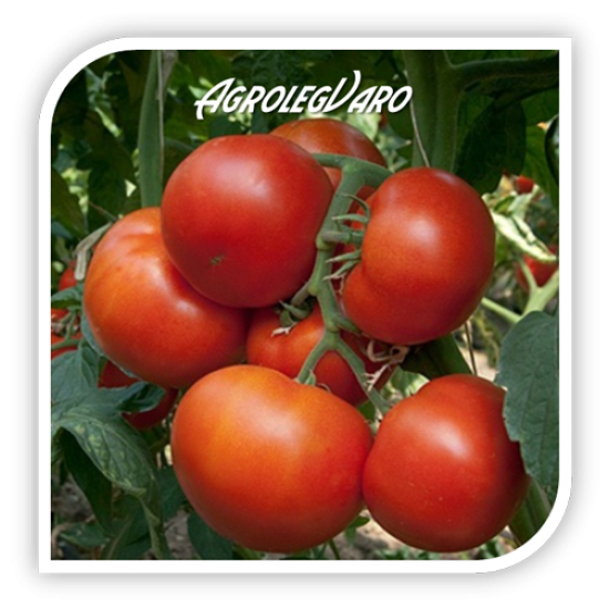 Seminte de tomate PANEKRA F1