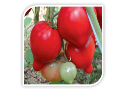 Seminte de tomate PEKONET F1