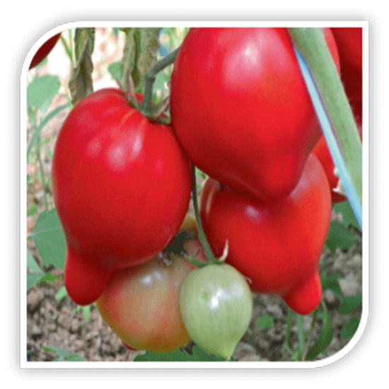 Seminte de tomate PEKONET F1