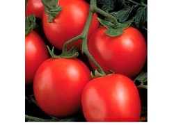 Seminte de tomate PERFECTPEEL F1