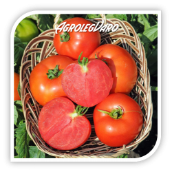 Seminte de tomate POLFAST F1