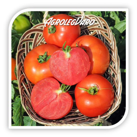 Seminte de tomate POLFAST F1
