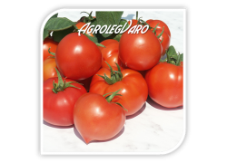 Seminte de tomate PREKOS F1