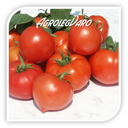 Seminte de tomate PREKOS F1