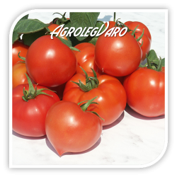 Seminte de tomate PREKOS F1