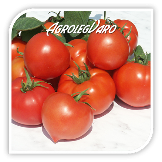 Seminte de tomate PREKOS F1